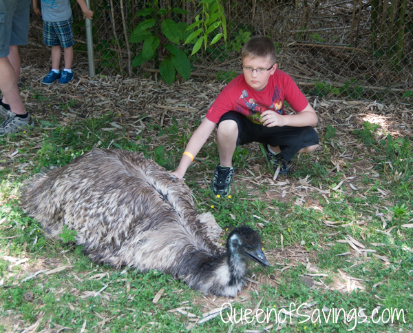 Kentucky Down Under Zoo Emu
