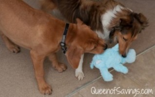 Nala and Xena Playing with KONG Dog Toy