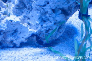 Ripley's Aquarium 48