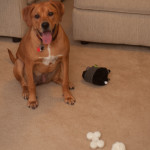 Xena with Petmate Toys 2